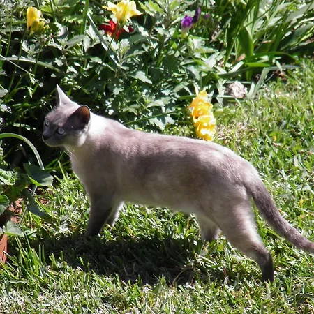 Bed & Breakfast La Torreta